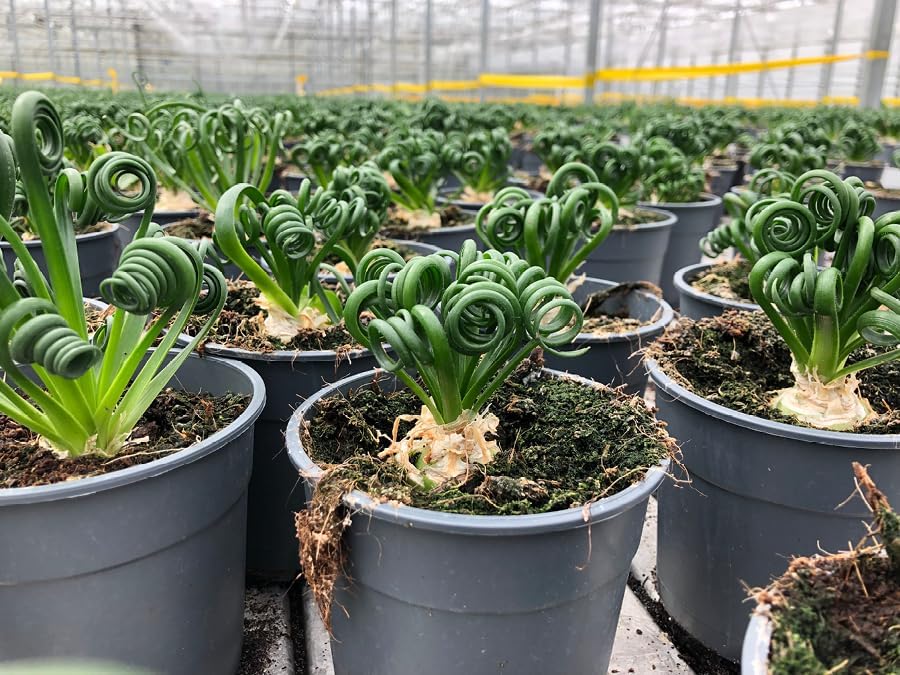 Gardenera Premium Albuca Spiralis Potting Soil Mix - Perfect Balance of Nutrients, Drainage, and