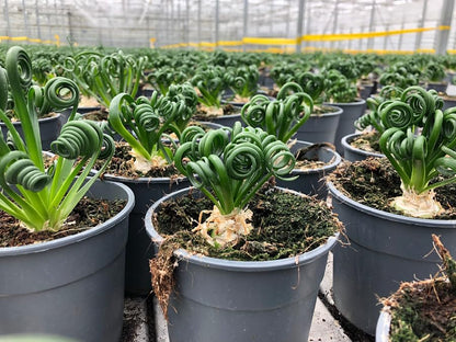 Gardenera Premium Albuca Spiralis Potting Soil Mix - Perfect Balance of Nutrients, Drainage, and