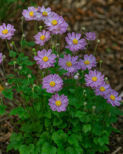 Perennial Farm Anemone x Hybrida Fantasy™ 'Pocahontas' – Live Windflower in #1 Container
