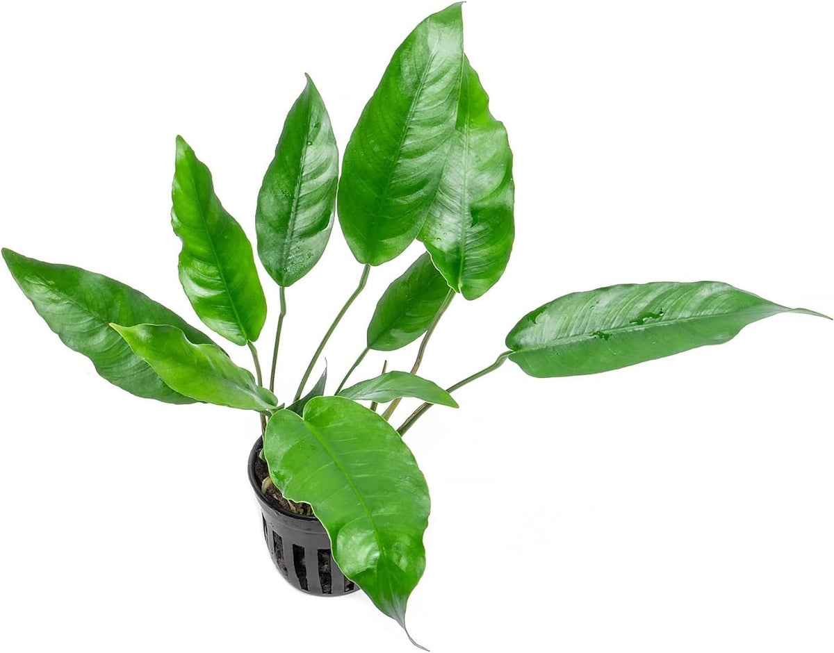 SubstrateSource Anubias Live Aquarium Plants - Potted Freshwater Plant for Fish Tanks, Terrariums