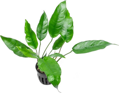 SubstrateSource Anubias Live Aquarium Plants - Potted Freshwater Plant for Fish Tanks, Terrariums