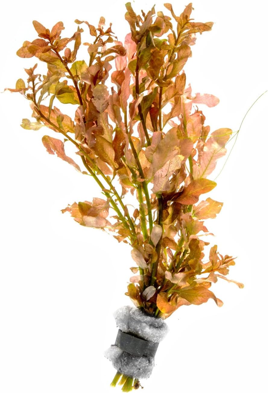 SubstrateSource Live Aquarium Stem Plants - Freshwater Aquatic Plant for Fish Tanks, Aquascaping