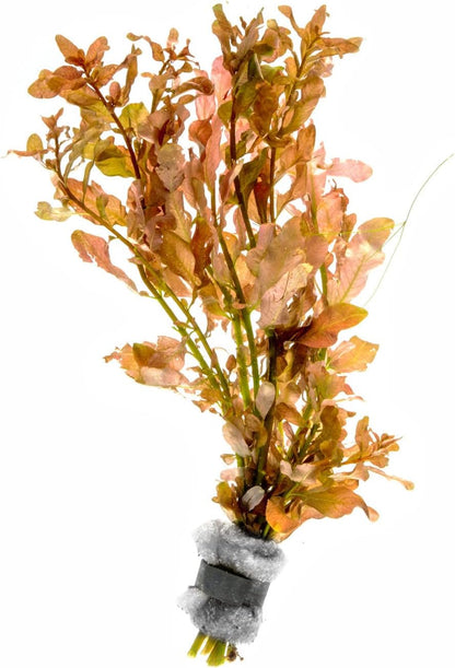 SubstrateSource Live Aquarium Stem Plants - Freshwater Aquatic Plant for Fish Tanks, Aquascaping