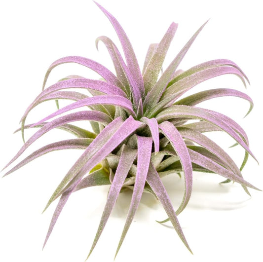 Lavender Colorful Tillandsia Air Plants - Long Lasting Color Enhanced Live Tillandsia Succulent