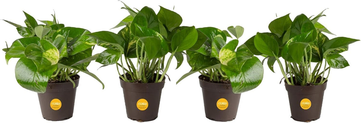 Costa Farms Pothos Live Plants, Devil's Ivy in Plastic Pots, Easy to Maintain, Air Purifying Indoor