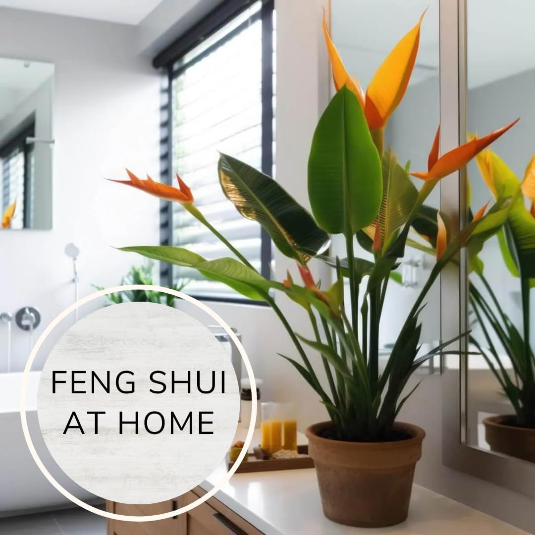Bird of Paradise Plants Live (4-Pack), Strelitzia Plants with Perennial Orange Flowers