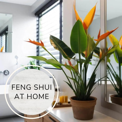 Bird of Paradise Plants Live (4-Pack), Strelitzia Plants with Perennial Orange Flowers