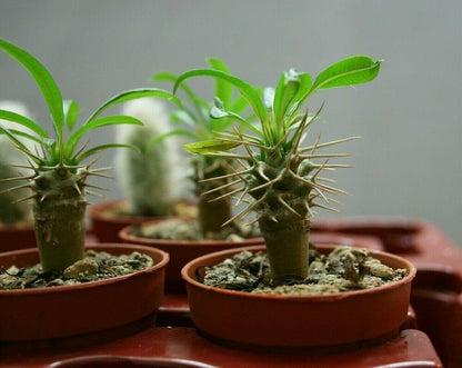 Elevate Your Madagascar Palm Oasis with Gardenera's Organic Potting Mix - Tailored for Robust Palms