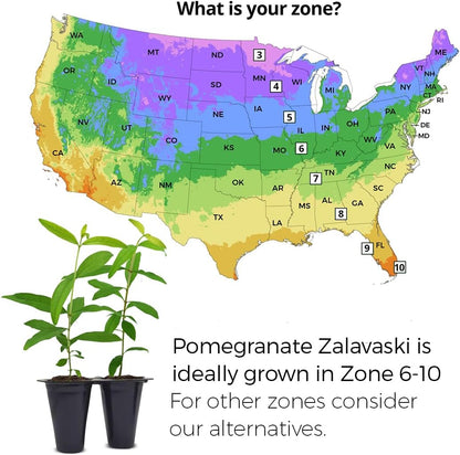 Pomegranate Salavatski Live for Sale (4 Pack) | Easy to Grow Plants | Edible Fruit Plant for