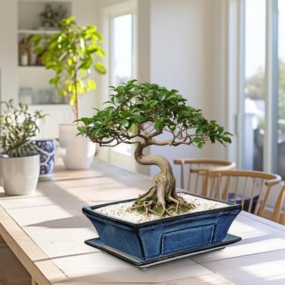 Large Ceramic Bonsai Pots with Drainage Trays Set of 2, 10" Blue Glazed Bonsai Planters for