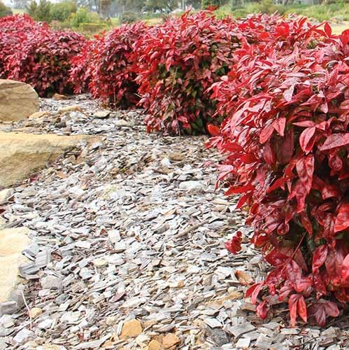 Nandina Gulf Stream - Nandina domestica. Compact Heavenly Bamboo | Year-Round Color | Low