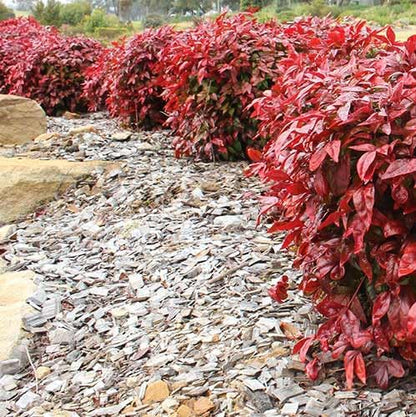 Nandina Gulf Stream - Nandina domestica. Compact Heavenly Bamboo | Year-Round Color | Low