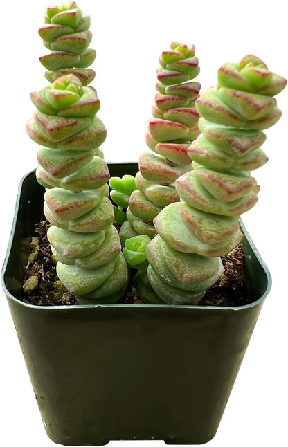 Sprout N Green 2" Crassula Baby's Necklace, Live Trailing Succulent Fully Rooted in Pots, Rare
