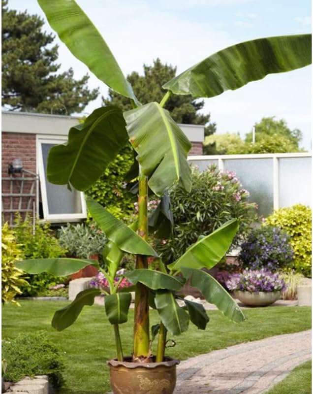 Basjoo Banana Plant Live, 4-6" Tall Well-Rooted for Indoor Tropical Displays, Cold Hardy Banana