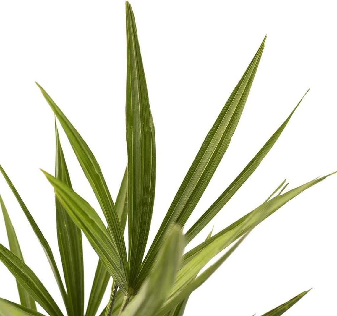 American Plant Exchange Windmill Palm – 4-Inch 3-Pack – Live Easy Care Tropical Outdoor Palm Tree