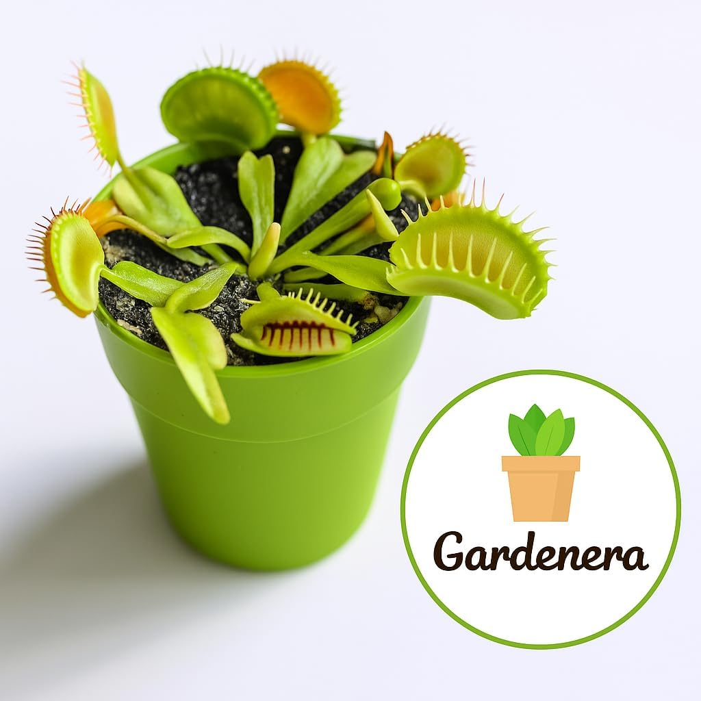Gardenera Professional Carnivorous Plant Soil - Ready to Use for Venus Flytraps, Sundews, Pitcher
