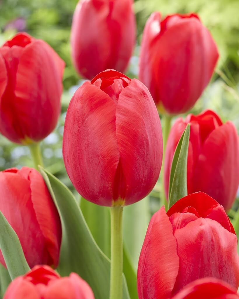 Fancy Red Tulip Bulbs for Planting, Easy to Grow Perennial Flower Bulbs