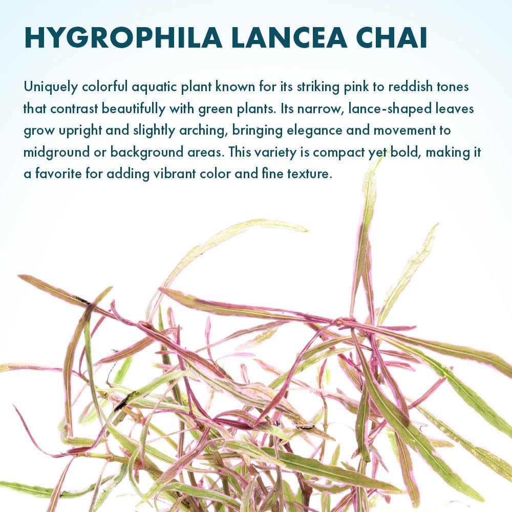 SubstrateSource Live Plants – Chai Hygrophila (Hygrophila lancea 'Chai') – Medium to High Light