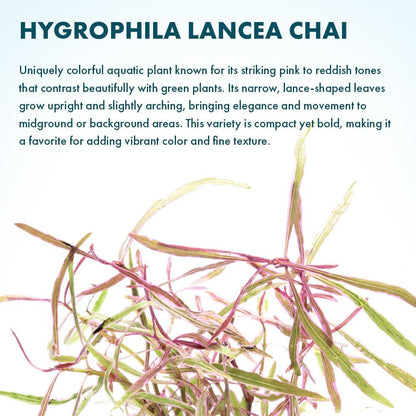 SubstrateSource Live Plants – Chai Hygrophila (Hygrophila lancea 'Chai') – Medium to High Light