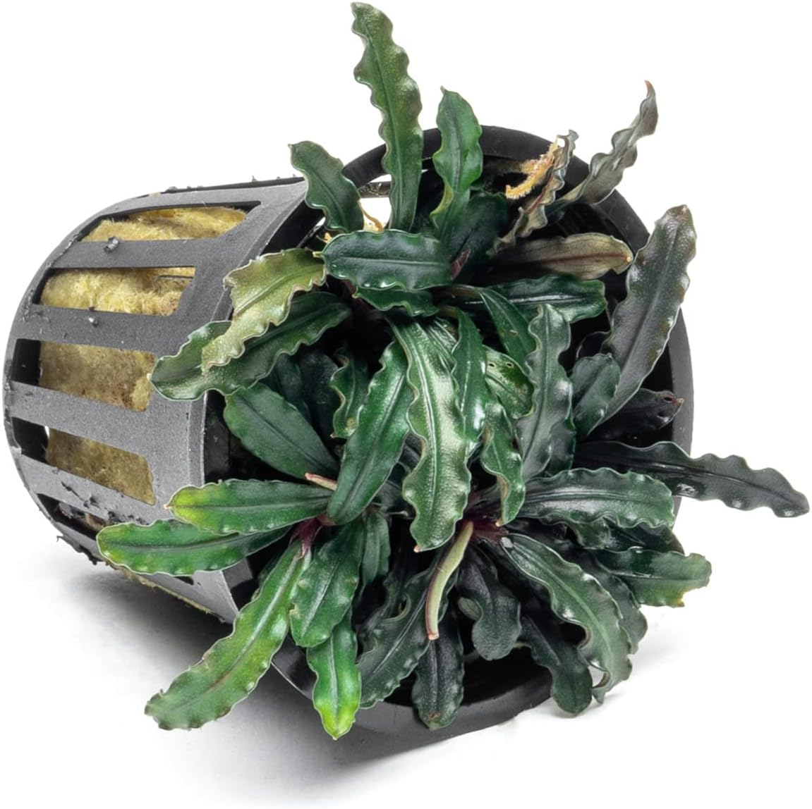 SubstrateSource Bucephalandra Red Blade Potted Live Aquarium Plant - Natural Freshwater Fish Tank