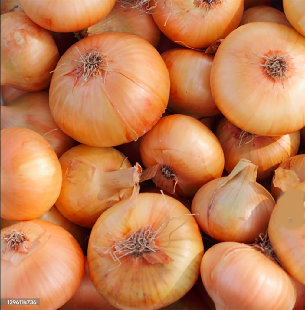 Cipollini Yellow Onion - Coin Shaped Sweet Onion - 400 Seeds
