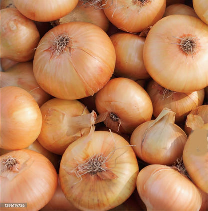 Cipollini Yellow Onion - Coin Shaped Sweet Onion - 400 Seeds