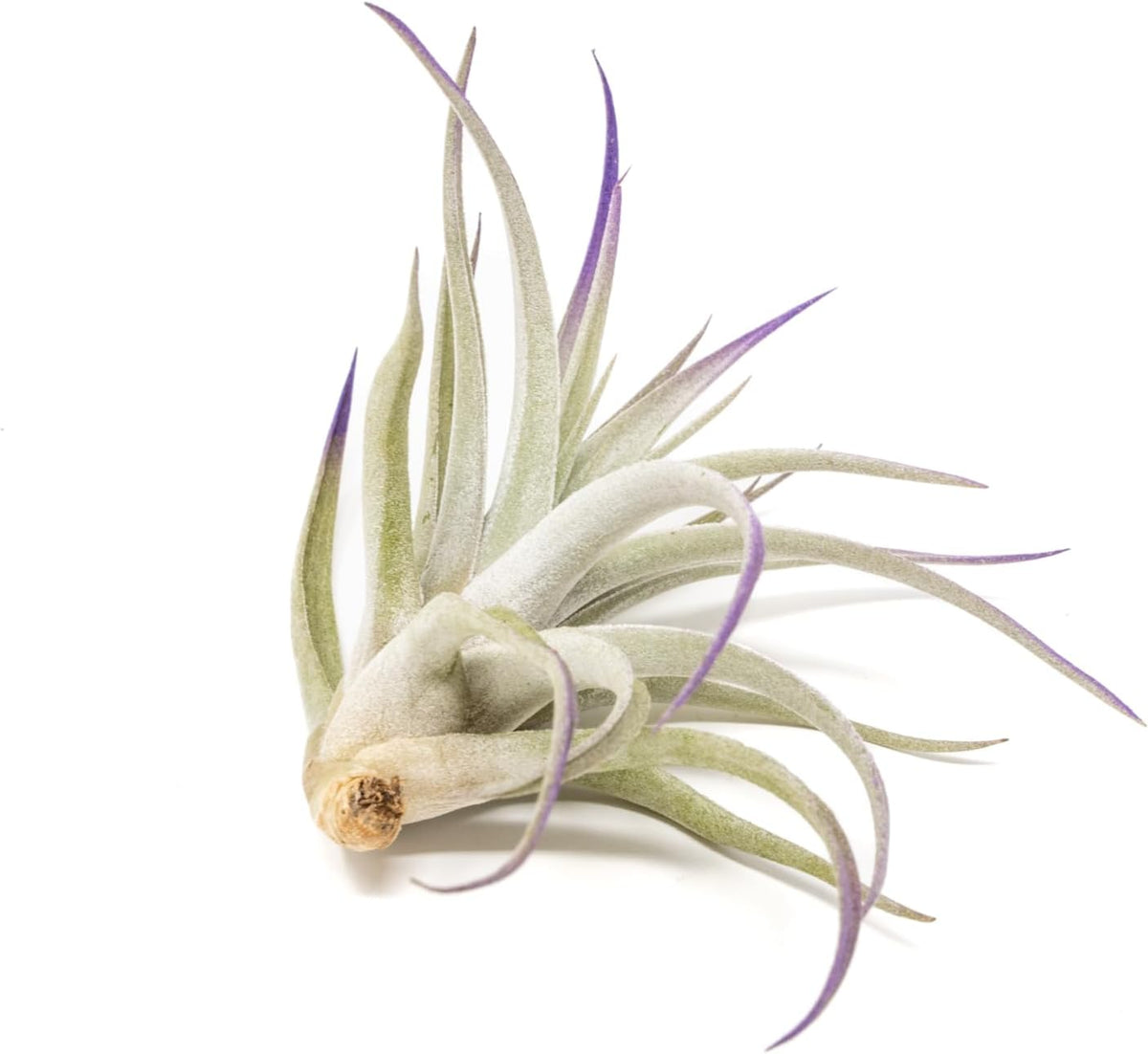 Purple Colorful Tillandsia Air Plants - Long Lasting Color Enhanced Live Tillandsia Succulent House