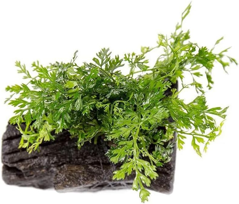 SubstrateSource Live Planted Decor - Mini Bolbitis on Driftwood - Light Green Aquatic Plant with