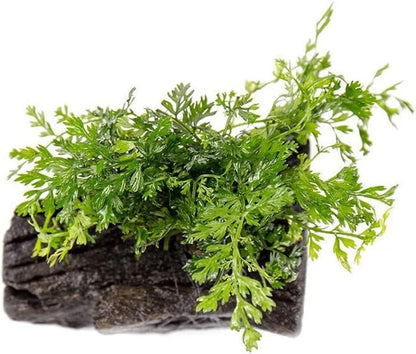 SubstrateSource Live Planted Decor - Mini Bolbitis on Driftwood - Light Green Aquatic Plant with