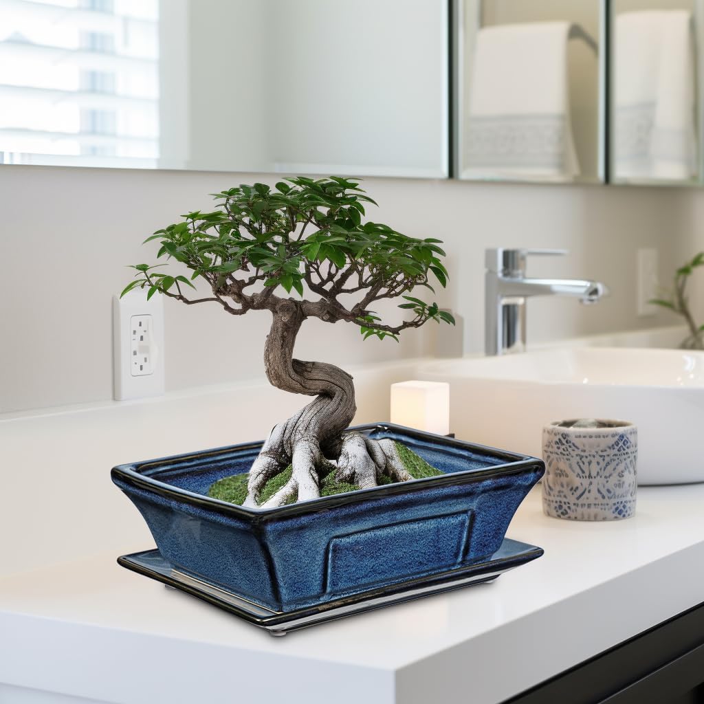 Large Ceramic Bonsai Pots with Drainage Trays Set of 2, 10" Blue Glazed Bonsai Planters for