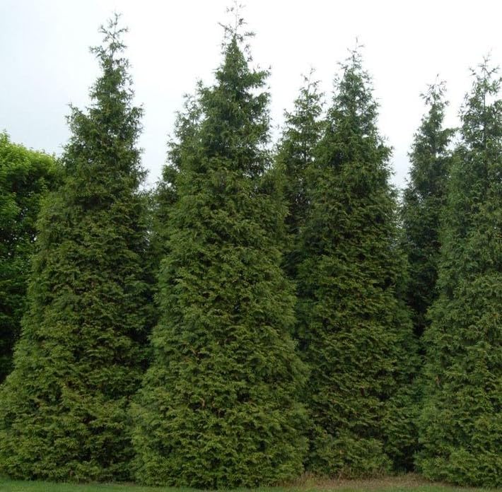 Two Pack of Green Giant Arborvitae Trees - Fast Growing Evergreen - 2 Live Plants Shipped 1 to 2
