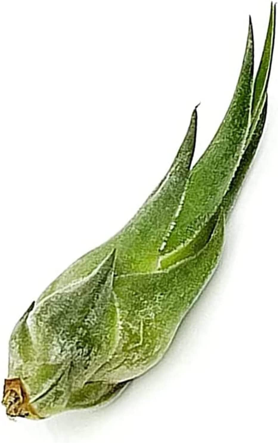 ragnaroc Air Plants - Tillandsia Seleriana, Large 4-6" - 3ct - Live Arrival Guaranteed - House