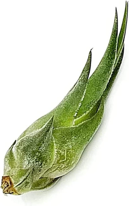 ragnaroc Air Plants - Tillandsia Seleriana, Large 4-6" - 3ct - Live Arrival Guaranteed - House