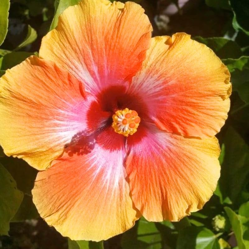 Sunset Hibiscus Plant Live, Hardy Hibiscus Flowers Colorful Blooms for Outdoor Landscapes, 8-10