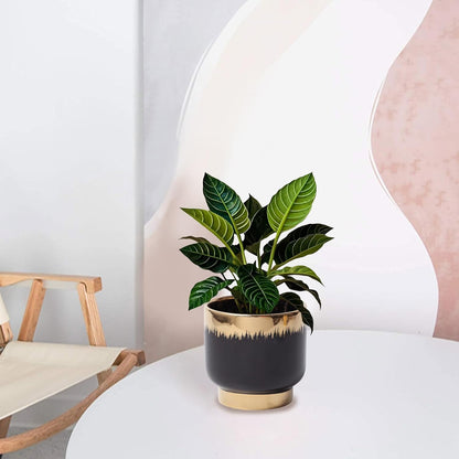 LB Black Gold Ceramic Planters for Indoor Plants, Succulent Plant Pots Ceramic Plant Pot, Modern