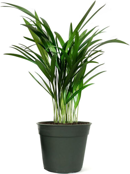 American Plant Exchange Live Areca Palm – 6-Inch Pot – Tropical Houseplant with Feathery Green
