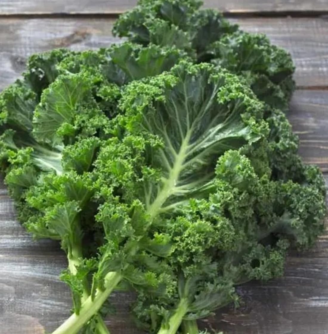 White Russian Kale Seeds for Planting – Plant & Grow Heirloom White Russian Kale in Home Outdoor