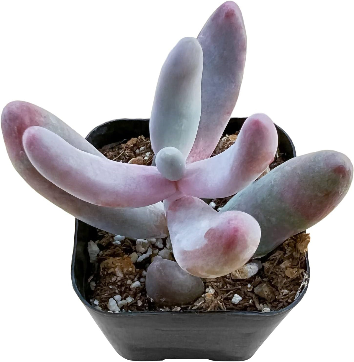 Sprout N Green x Pachysedum Ganzhou, 1 Live Mini Succulent Plant Fully Rooted in 2'' Pot, Real