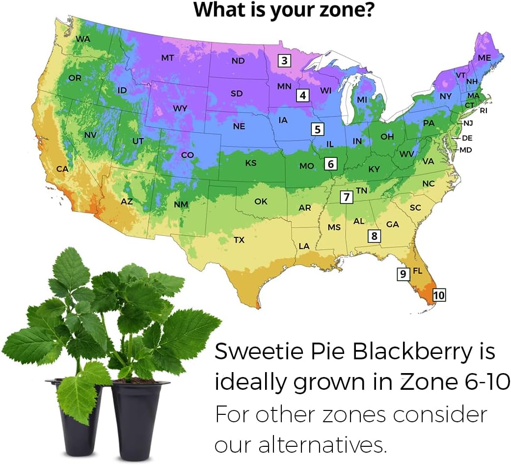 BlackBerry Plants Sweetie Pie (4 Pack) Live for Sale | Easy to Grow Plants | Edible Fruit Plant for