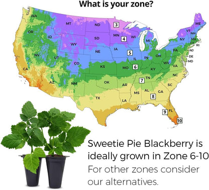 BlackBerry Plants Sweetie Pie (4 Pack) Live for Sale | Easy to Grow Plants | Edible Fruit Plant for
