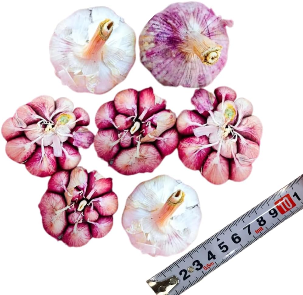 1 Pound Hard Neck Garlic for Planting in Fall, Purple Stripe Garlic Bulb for Planting, Fresh and