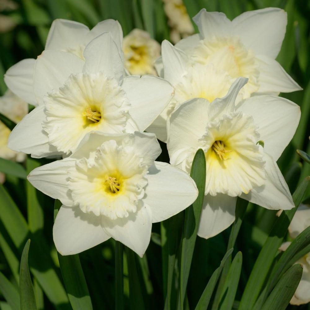White Lion Daffodil Flowers- 5 Bulbs - Large Narcissus Blooms Crisp White Petals and Ruffled