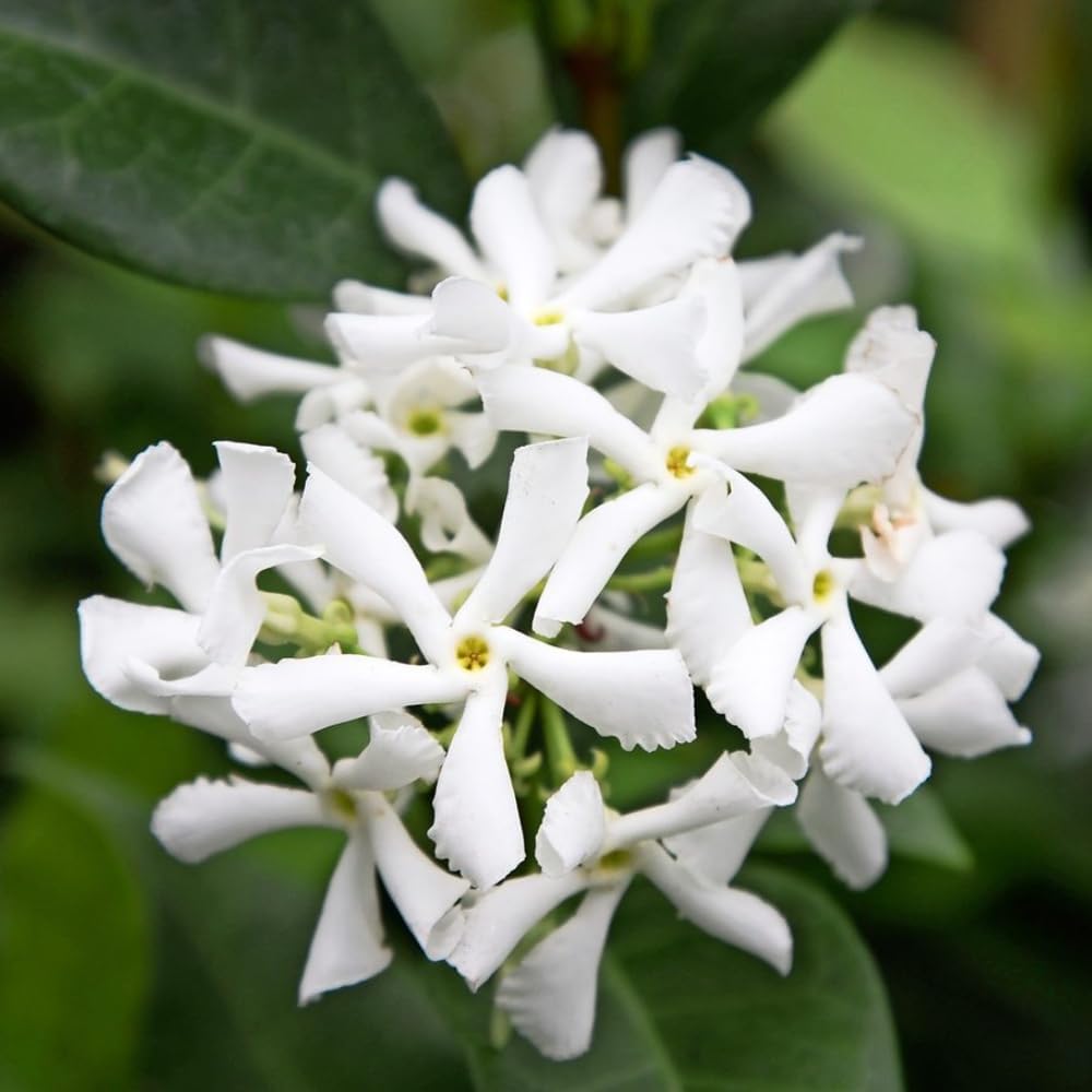 Jasmine Plant, Fragrant Jasmine Flower Vine 4-8 Inches Well Rooted for Container, Hanging Basket