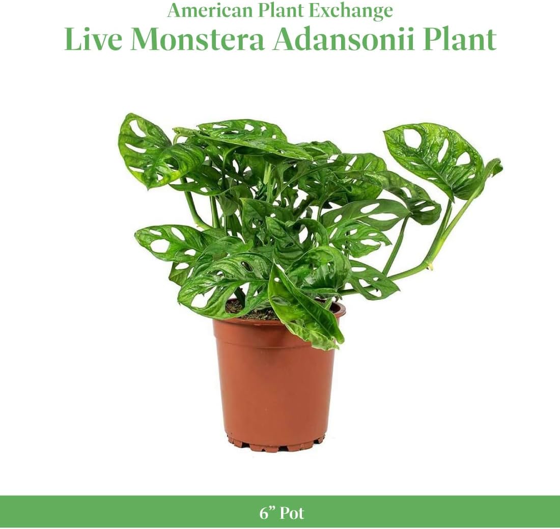 American Plant Exchange Monstera Adansonii 6-Inch – Live Swiss Cheese Vine Plant, Easy-Care