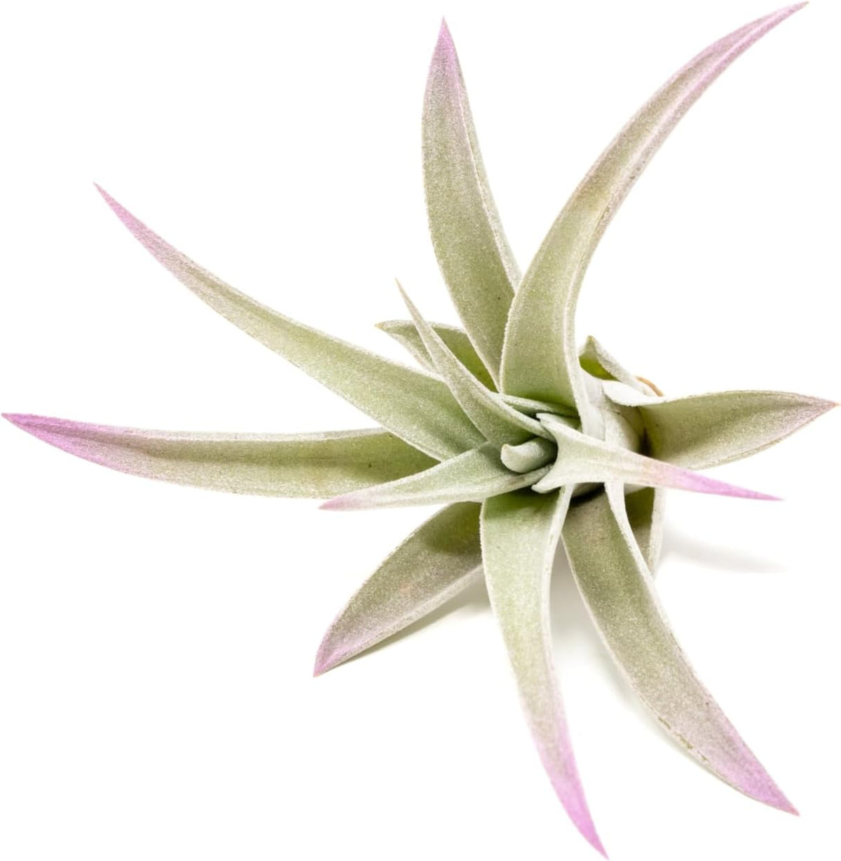 Lavender Colorful Tillandsia Air Plants - Long Lasting Color Enhanced Live Tillandsia Succulent