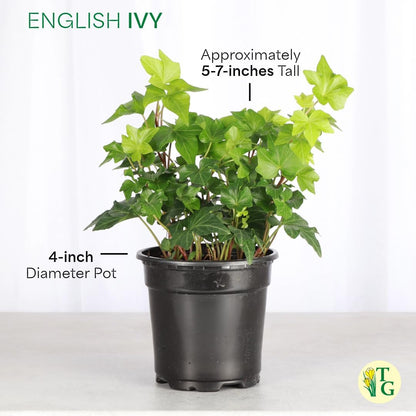 Thorsen's Greenhouse Live Green English Ivy Plant, Hedera Helix, Natural Air Purifier, Easy to