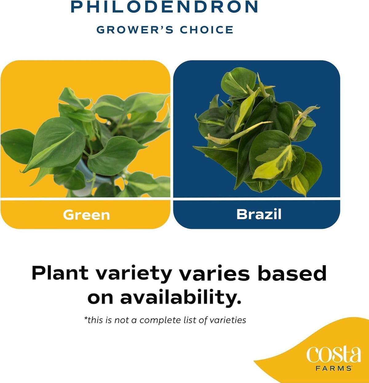 Costa Farms Philodendron Live Plant, Grower's Choice Indoor House Plant, Easy to Grow Vining