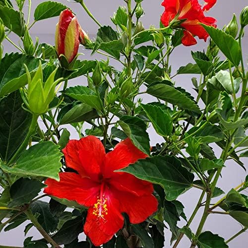 Live Hibiscus Plant - Tropical Flowering Tree Plant - Red President - Overall Height 38" to 44"
