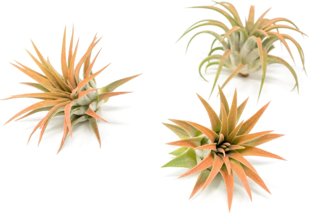 Coral Colorful Tillandsia Air Plants - Long Lasting Color Enhanced Live Tillandsia Succulent House