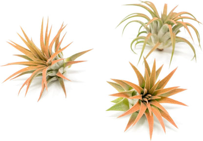 Coral Colorful Tillandsia Air Plants - Long Lasting Color Enhanced Live Tillandsia Succulent House